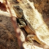 Zdjęcie z Cypru - piękny hardun - największa jaszczurka zamieszkująca Cypr 