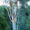 Zdjęcie z Cypru - cypryjskie eukaliptusy, ale bez koali:)) 