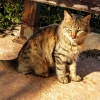 Zdjęcie z Cypru - koty Cypru:)