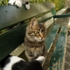 Zdjęcie z Cypru - mały koci gang młokosów:)