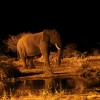Zdjęcie z Namibii - Nocawizyta slonia ..
