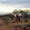 Zdjęcie z Namibii - Poranne zwiedzanie rezerwatu