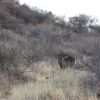Zdjęcie z Namibii - Water Buck