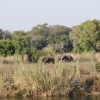 Zdjęcie z Namibii - Rejs po Zambezi