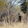 Zdjęcie z Namibii - w drodze do Hwange NP