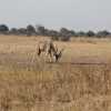 Zdjęcie z Namibii - Hwange NP