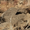 Zdjęcie z Namibii - najblizszy zyjacy kuzyn slonia