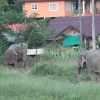 Zdjęcie z Tajlandii - Pasące się słonie