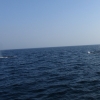 Zdjęcie ze Sri Lanki - Whale watching