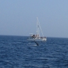 Zdjęcie ze Sri Lanki - Whale watching