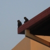 Zdjęcie ze Sri Lanki - Kalutera - malpy na dachu hotelowym :)