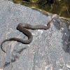 Zdjęcie z Kanady - Wąż wodny