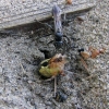 Zdjęcie z Kanady - Osa i zamroczony pająk