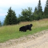 Zdjęcie z Polski - I można spotkać małe niedźwiadki na szlaku ;)