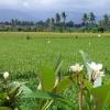 Zdjęcie z Indonezji - Wyspa Bali - pola ryżowe
