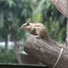 Zdjęcie z Indii - wiewiórka palmowa