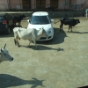 Zdjęcie z Indii - krowy są wszędzie