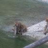 Zdjęcie z Indii - są i makaki