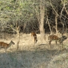 Zdjęcie z Indii - jelenie aksis