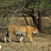 Indie - objazd cz I upolować tygrysa 