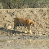 Zdjęcie z Indii - tygrys bengalski