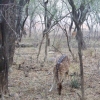 Zdjęcie z Indii - pierwszy "bambi"