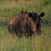 Zdjęcie z Republiki Półudniowej Afryki - Nosorożec i ferajna