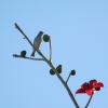 Zdjęcie z Indii - inny ptak
