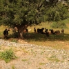 Zdjęcie z Maroka - słynne kózki zamiast na drzewie- to pod drzewem arganowym :)