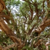 Zdjęcie z Maroka - żelazne drzewko- czyli arganiowiec