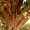 Zdjęcie z Maroka - Drzewko arganowe to dość ciekawy osobnik; marokański endemit;