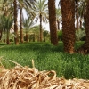 Zdjęcie z Maroka - żytko rosnie sobie w cieniu palm, które maja tu funkcję parasola