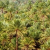 Zdjęcie z Maroka - oaza z góry wygląda po prostu jak gęsty las palmas:)