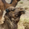 Zdjęcie z Maroka - tutejszy częsty widok: wielbłądy pasą się jak krówki...