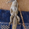Zdjęcie z Maroka - suszony jaszczur na ścianie :) 