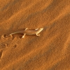 Zdjęcie z Maroka - ryba piaskowa - ciekawa endemiczna jaszczurka