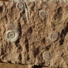 Zdjęcie z Maroka - całe wielkie kamienne płyty z żyjątkami sprzed milionów lat