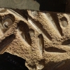 Zdjęcie z Maroka - kamienne płyty ze skamielinami z Erfoud