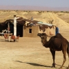 Zdjęcie z Maroka - oto Sharifa - młoda wielbłądziczka 
