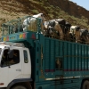Zdjęcie z Maroka - przewóz wołowinki :)