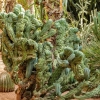 Zdjęcie z Maroka - bardzo rzadko spotykany i niezwykle ciekawy kaktus-kosmita:)