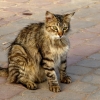 Zdjęcie z Maroka - kotów w Maroku jest całkiem sporo; może nie tyle co na Cyprze:) 