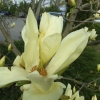 Zdjęcie z Polski - magnolie