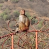 Zdjęcie z Indii - Galta - Świątynia Małp.
