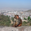 Zdjęcie z Indii - Galta - Świątynia Małp, widok na Jaipur.