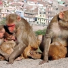 Zdjęcie z Indii - Galta - Świątynia Małp, widok na Jaipur...