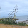 Zdjęcie z Australii - Kwitnace kaktusy w Myponga Beach