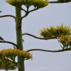 Zdjęcie z Australii - Miodaszki bialolice na kaktusowym kwiecie