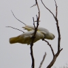 Zdjęcie z Australii - Kakadu żółtoczube