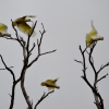 Zdjęcie z Australii - Kakadu żółtoczube